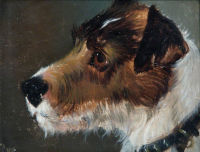 Head of a rough-haired terrier