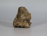 Tooth fossil (elephant)