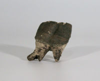 Tooth Tooth
