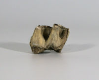Tooth (rhino)