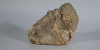 Fossil Tooth - straight tusked elephant