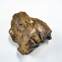 Tooth - Straight-tusked Elephant 