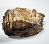 Tooth - Mammoth