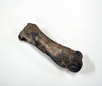 Fossil Bone