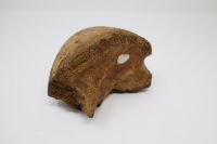 Skull (part) - Straight-tusked Elephant
