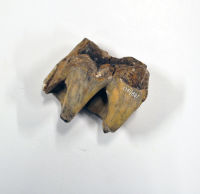 Tooth (rhino)