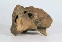 Elephant skull (part)