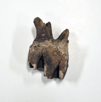 Tooth - Woolly Rhinoceros 