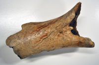 Rhino bone - atlas vertebra